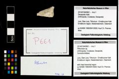 Foto (Objekt + Etikett) von Pithonoton sp.  (NHMW-GEO-2014-0194-0661)